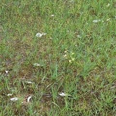 Diuris pardina at Mount Bruno, VIC - suppressed