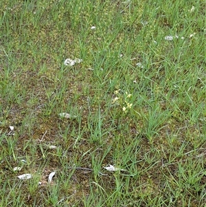 Diuris pardina at Mount Bruno, VIC - 22 Sep 2024