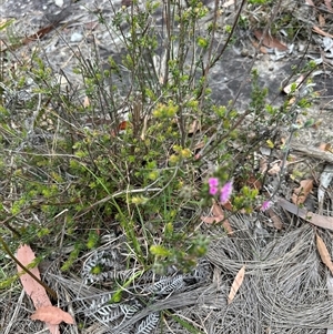 Kunzea capitata at Tullarwalla, NSW - suppressed