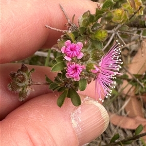 Kunzea capitata at Tullarwalla, NSW - suppressed