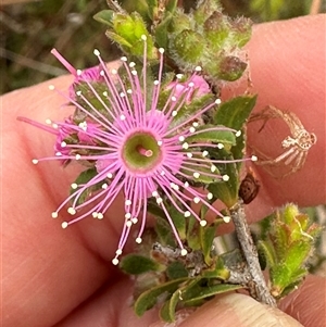 Kunzea capitata at Tullarwalla, NSW - suppressed