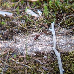 Diplacodes bipunctata at Mount Bruno, VIC - 22 Sep 2024 by Darcy