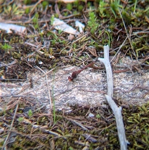 Diplacodes bipunctata at Mount Bruno, VIC by Darcy