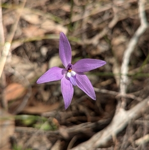 Glossodia major at Boweya, VIC - 22 Sep 2024