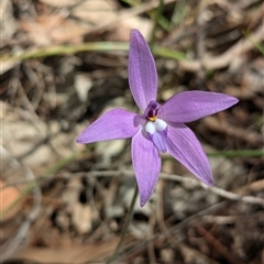 Glossodia major at Boweya, VIC - 22 Sep 2024