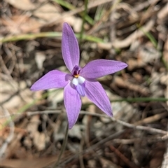 Glossodia major at Boweya, VIC - 22 Sep 2024