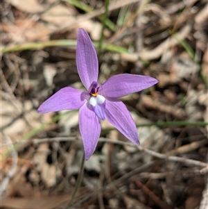 Glossodia major at Boweya, VIC - 22 Sep 2024