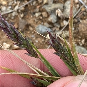 Enneapogon avenaceus at Tibooburra, NSW - 1 Jul 2024