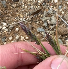 Enneapogon avenaceus at Tibooburra, NSW - 1 Jul 2024