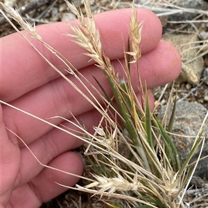 Enneapogon avenaceus at Tibooburra, NSW - 1 Jul 2024