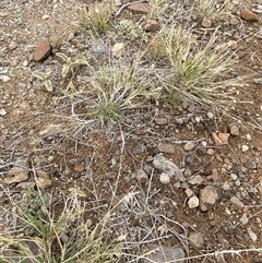 Enneapogon avenaceus at Tibooburra, NSW - 1 Jul 2024