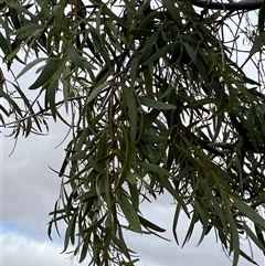 Santalum lanceolatum (Northern Sandalwood) at Tibooburra, NSW - 1 Jul 2024 by Tapirlord