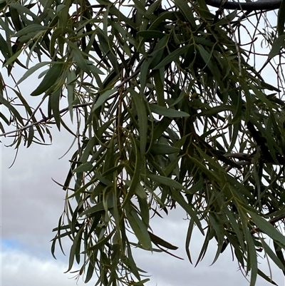 Santalum lanceolatum (Northern Sandalwood) at Tibooburra, NSW - 1 Jul 2024 by Tapirlord