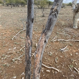 Santalum lanceolatum at Tibooburra, NSW - 1 Jul 2024 12:20 PM