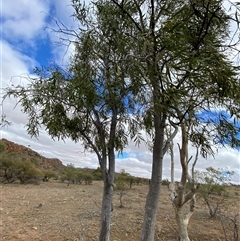 Santalum lanceolatum at Tibooburra, NSW - 1 Jul 2024 12:20 PM