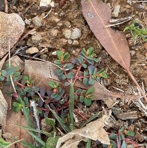 Euphorbia drummondii at Tibooburra, NSW - 1 Jul 2024