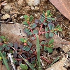 Euphorbia drummondii at Tibooburra, NSW - 1 Jul 2024 12:15 PM