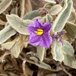 Solanum lithophilum at Tibooburra, NSW - 1 Jul 2024