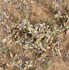 Solanum lithophilum at Tibooburra, NSW - 1 Jul 2024 12:15 PM