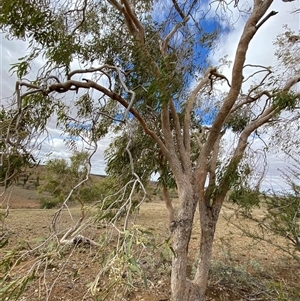 Corymbia terminalis at Tibooburra, NSW - 1 Jul 2024