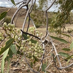 Corymbia terminalis at Tibooburra, NSW - 1 Jul 2024