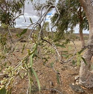 Corymbia terminalis at Tibooburra, NSW - 1 Jul 2024