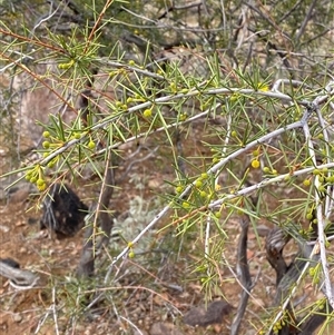 Acacia tetragonophylla at Tibooburra, NSW - 1 Jul 2024