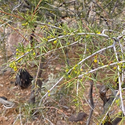 Acacia tetragonophylla (Dead Finish, Kurara) at Tibooburra, NSW - 1 Jul 2024 by Tapirlord