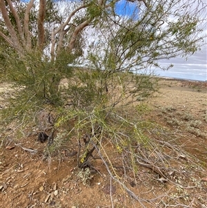 Acacia tetragonophylla at Tibooburra, NSW - 1 Jul 2024 12:15 PM