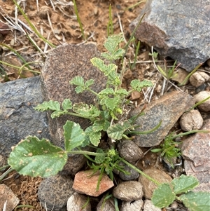 Cullen graveolens at Tibooburra, NSW - 1 Jul 2024