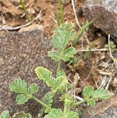 Cullen graveolens at Tibooburra, NSW - 1 Jul 2024