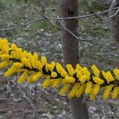 Acacia triptera (Spur-wing Wattle) at Boweya, VIC - 22 Sep 2024 by Darcy