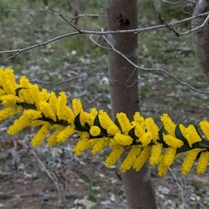 Acacia triptera (Spur-wing Wattle) at Boweya, VIC by Darcy