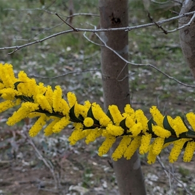 Acacia triptera (Spur-wing Wattle) at Boweya, VIC - 22 Sep 2024 by Darcy