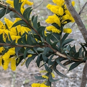 Acacia triptera at Boweya, VIC - suppressed