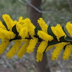 Acacia triptera at Boweya, VIC - suppressed