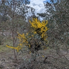 Acacia triptera at Boweya, VIC - suppressed