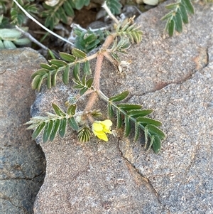 Tribulus terrestris (Caltrop, Cat-head) at Tibooburra, NSW by Tapirlord