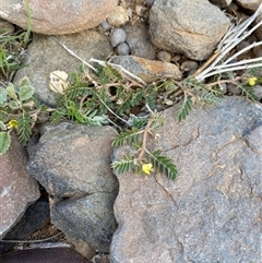 Tribulus terrestris at Tibooburra, NSW - 1 Jul 2024