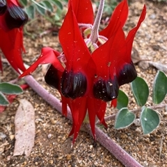 Swainsona formosa (Sturt's Desert Pea) at Tibooburra, NSW - 30 Jun 2024 by Tapirlord