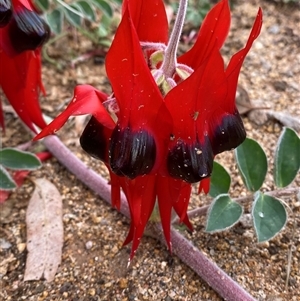 Swainsona formosa (Sturt's Desert Pea) at Tibooburra, NSW by Tapirlord