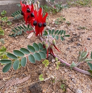 Swainsona formosa at Tibooburra, NSW - 30 Jun 2024