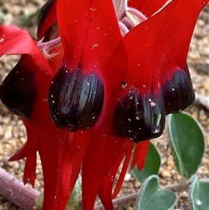 Swainsona formosa at Tibooburra, NSW - 30 Jun 2024