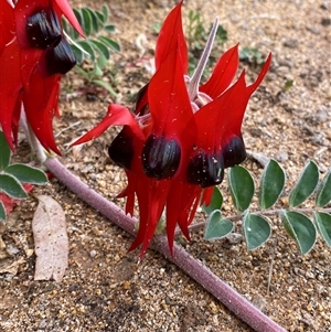 Swainsona formosa at Tibooburra, NSW - 30 Jun 2024