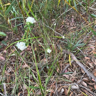 Pimelea linifolia (Slender Rice Flower) at Tullarwalla, NSW - 24 Sep 2024 by lbradley