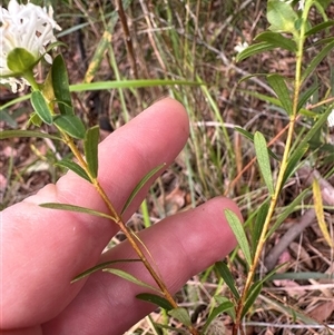 Pimelea linifolia at Tullarwalla, NSW - 24 Sep 2024 03:37 PM