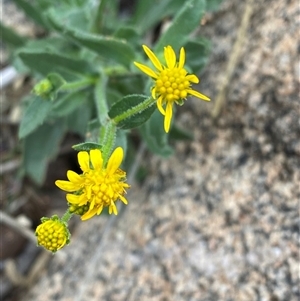 Calotis latiuscula at Tibooburra, NSW - 30 Jun 2024 01:55 PM