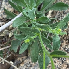 Calotis latiuscula at Tibooburra, NSW - 30 Jun 2024 01:55 PM