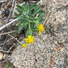 Calotis latiuscula at Tibooburra, NSW - 30 Jun 2024 01:55 PM