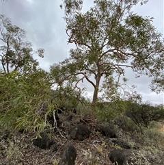 Corymbia terminalis (Northern Bloodwood, Desert Bloodwood) at Tibooburra, NSW - 30 Jun 2024 by Tapirlord